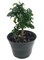 Fukien Tea Bonsai Tree - Carmona - 4" Pot - Indoor Houseplant